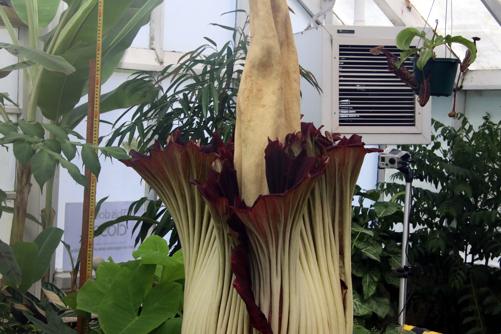 2018 02 06 CorpseFlower 2113